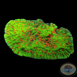 Montipora spp. „Chili Pepper“
