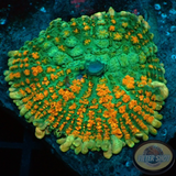 Rhodactis spp. „Flamenco“ WYSIWYG „AD Special“