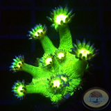 Goniopora spp. „Frog Skin“ 🐸 AD Special