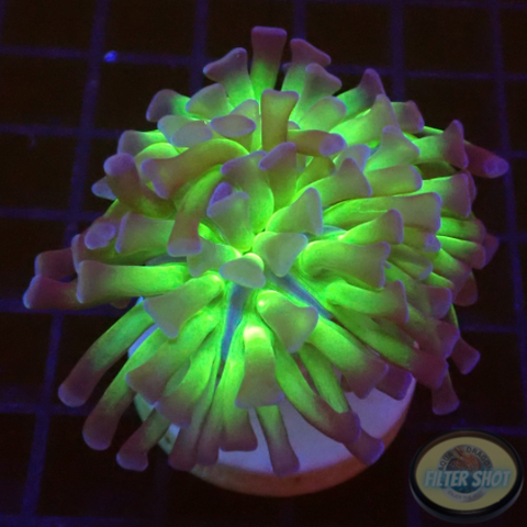 Euphyllia paraancora „Sticky Fingers“ AD Special