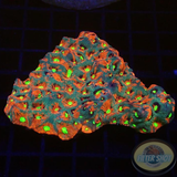 Favites spp. „Supreme Warrior“ WYSIWYG „AD Special“