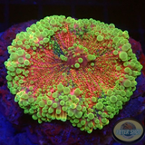 Ricordea yuma „Candy Jumbo“ WYSIWYG
