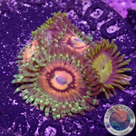 Krustenanemonen „Rainbow Incinerator & King Midas“ WYSIWYG