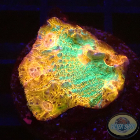 Echinophyllia spp. „Katar Orenji“ WYSIWYG „AD Special“