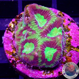 Favia spp. „Scorpion“ 🦂