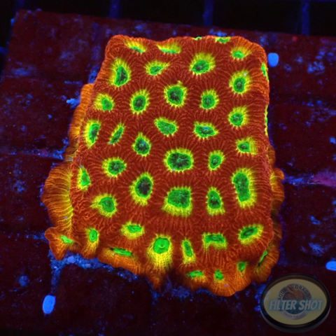Favia spp. „Spicy Lemon“ WYSIWYG