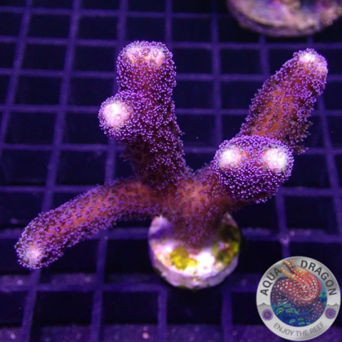 Stylophora pistillata „Milka“