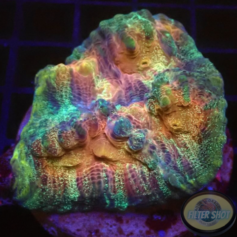 Mycedium spp. „Rainbow Galaxy“ 🌈 WYSIWYG