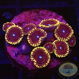 Krustenanemonen „Crown Jewel“ WYSIWYG „AD Special“