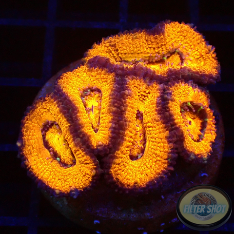 Micromussa spp. „Purp Rim“ WYSIWYG