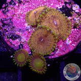 Krustenanemonen „King Scarface“ WYSIWYG „AD Special“