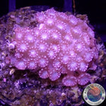 Alveopora spp. „Rose“ WYSIWYG