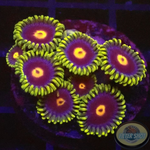 Krustenanemonen „Jetpack“ WYSIWYG