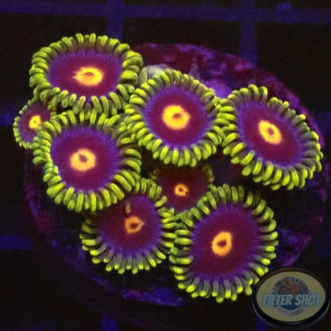Krustenanemonen „Jetpack“ WYSIWYG
