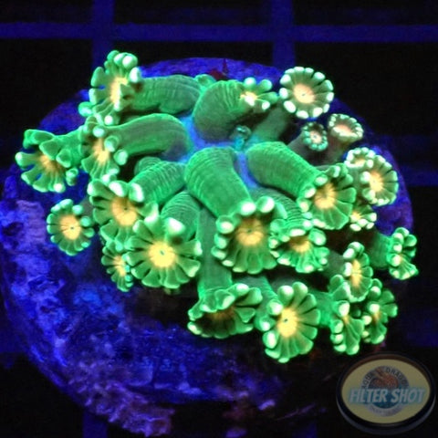 Alveopora spp. „Sunny“ WYSIWYG