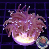 Euphyllia glabrescens „Tiger“ WYSIWYG