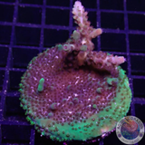 Acropora spp. „Toxic Rim“ WYDIWYG