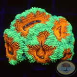 Micromussa spp. „Forest Fire“ AD Special