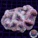 Homophyllia bowerbanki „Morpheus“ WYSIWYG „AD Special“