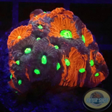 Favites spp. „Supreme Warrior“ AD Special