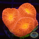 Favia spp. „Bloody Mary“