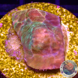 Echinophyllia spp. „Stained Glass“ WYSIWYG