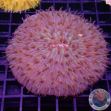 Fungia spp. „Purple swirl“ WYSIWYG „AD Special“
