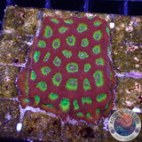 Favia spp. „Spicy Lemon“ WYSIWYG