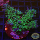 Acropora tortuosa „Electric Miyagi“ WYSIWYG „AD Special“