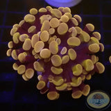 Euphyllia baliensis „Cooper P.“