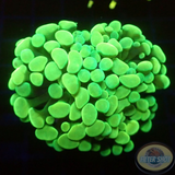 Euphyllia baliensis „Froggy“