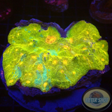 Echinophyllia spp. „Fort Knox“ WYSIWYG „AD Special“