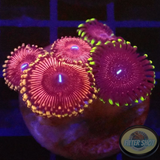 Krustenanemonen „Strawberry Hallacious“ WYSIWYG