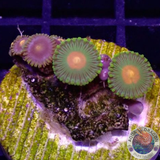 Krustenanemonen „GBP & Jetpack“ WYSIWYG