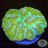 Symphyllia spp. „Tribal Adventure“ WYSIWYG „AD Special“