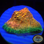 Echinophyllia spp. “Croco” AD Special