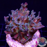 Pectinia spp. „Golden Forest“ WYSIWYG
