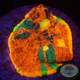 Echinophyllia aspera „Rainbow Bugatti“ 🌈 WYSIWYG