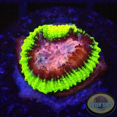 Favia spp. “Pinko De Gallo” WYSIWYG