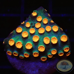 Cyphastrea spp. „Bizzaro“