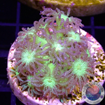 Goniopora spp. „Glitter 💣“ WYSIWYG