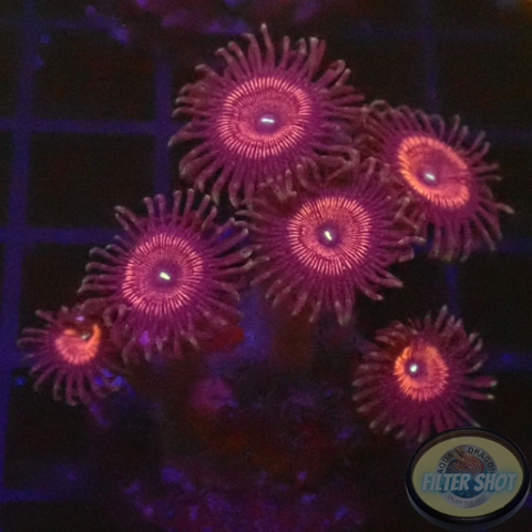 Krustenanemonen „Devil“ WYSIWYG