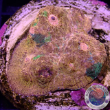 Echinophyllia spp. „Fantaghiro“ WYSIWYG „AD Special“