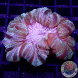 Cynarina lacrymalis „Pink Kiss Tiger“ WYSIWYG