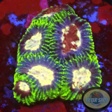 Favia spp. „Maya Monkey“ WYSIWYG „AD Special“
