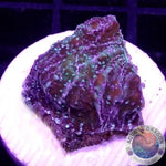 Echinophyllia spp. “Toxic Rain”
