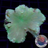 Sinularia brassica „Toxic Leaf“ WYSIWYG