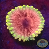 Krustenanemonen „Bachelorette Party“  WYSIWYG „AD Special“