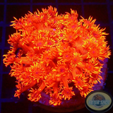 Goniopora spp. „Johny Blaze“ WYSIWYG „AD Special“