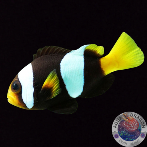 Amphiprion sebae „Sebae Anemonenfisch“